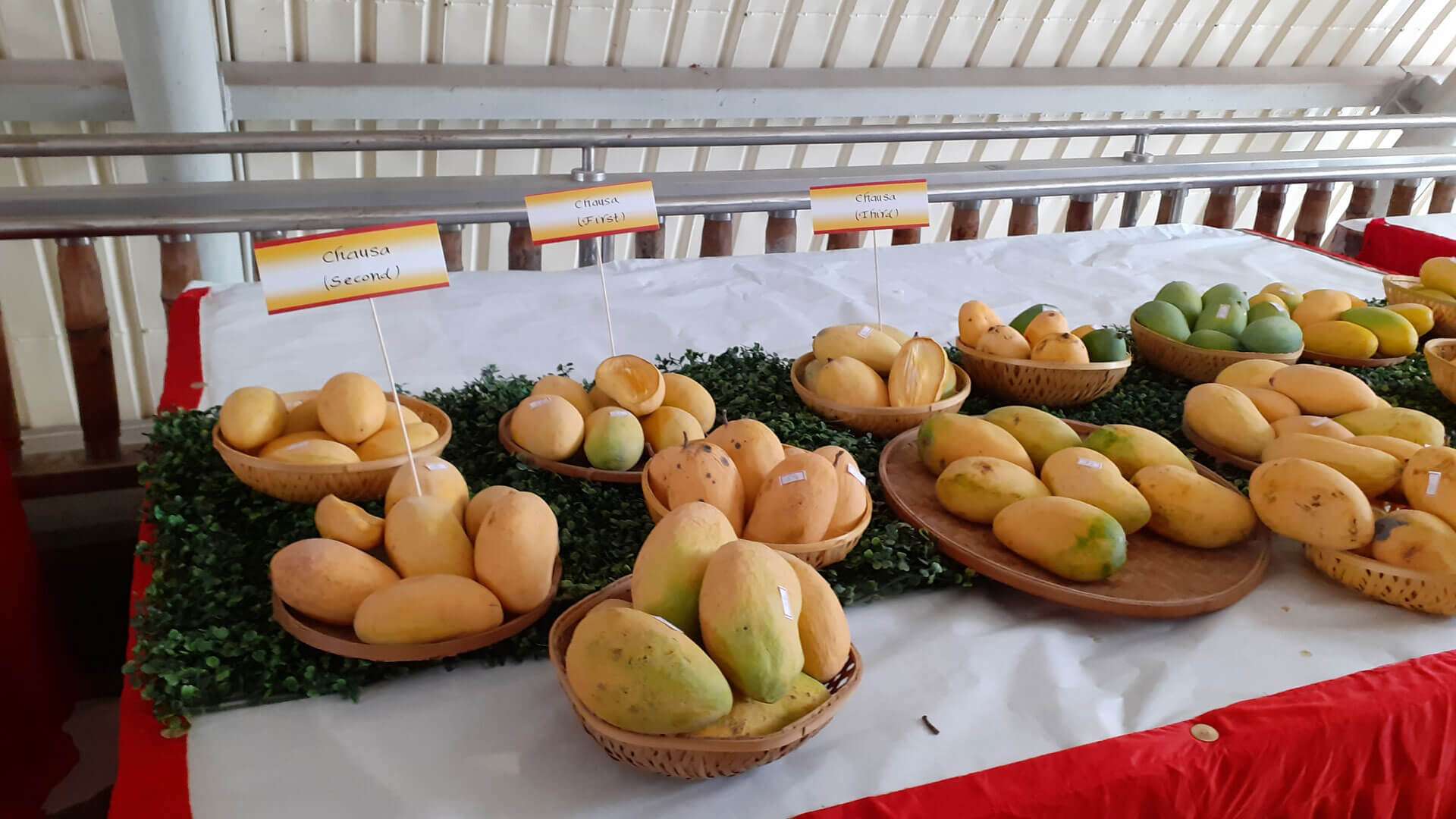 International Mango Festival 2023 Dates, History, Major Attractions